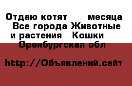 Отдаю котят. 1,5 месяца - Все города Животные и растения » Кошки   . Оренбургская обл.